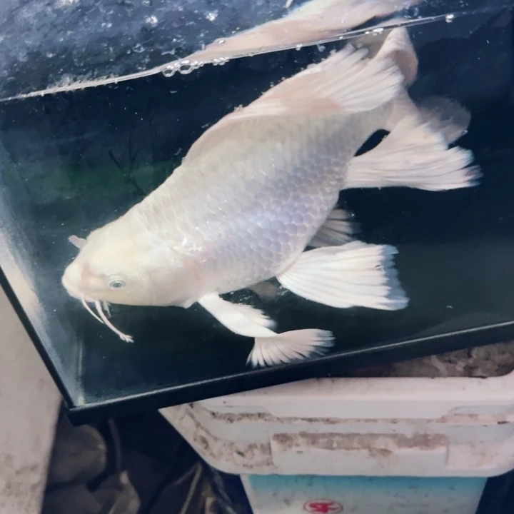 可***乐海水鱼蝴蝶鲤40包邮