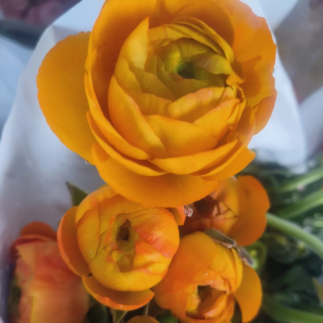 橙色洋牡丹5支