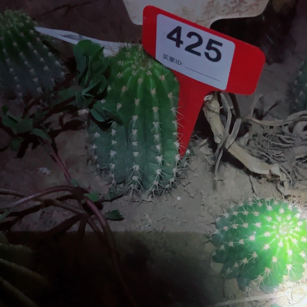 晨**z毛花柱，黄金酒杯 425 68