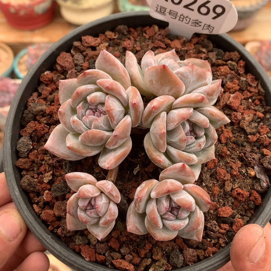 A0269 福利 星影飘枝 有砍 9cm
