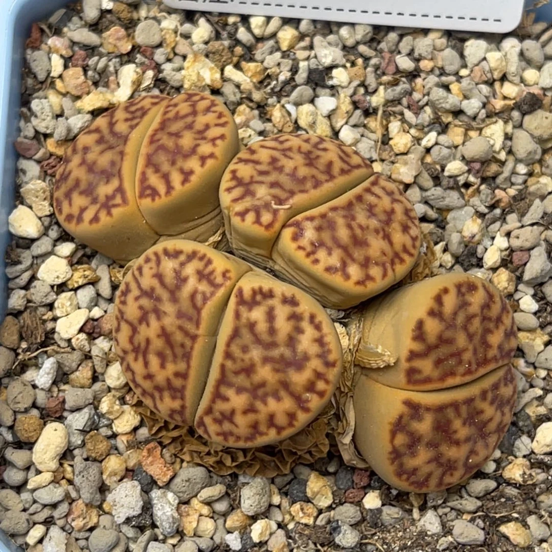 0061红柘榴1群生4头