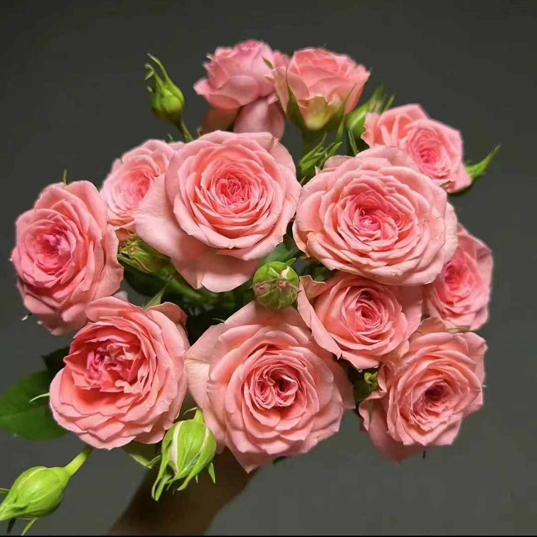 【仙度瑞拉】1加仑盆多棵扦插月季花花卉绿植盆栽花卉直播四季开放