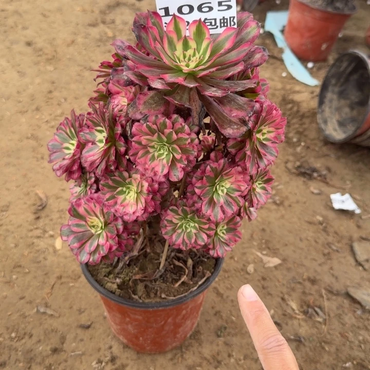 一***光1065二号棚红铜壶A