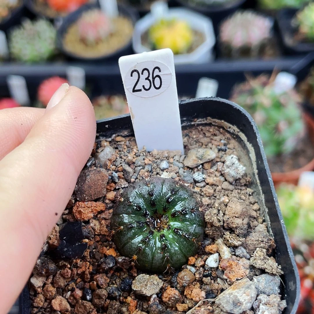 2cm 非偏远地区满25包邮仙人球裸根