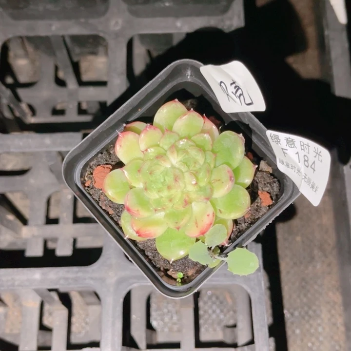 爱***壳184 带陶瓷盆发货 满28包邮