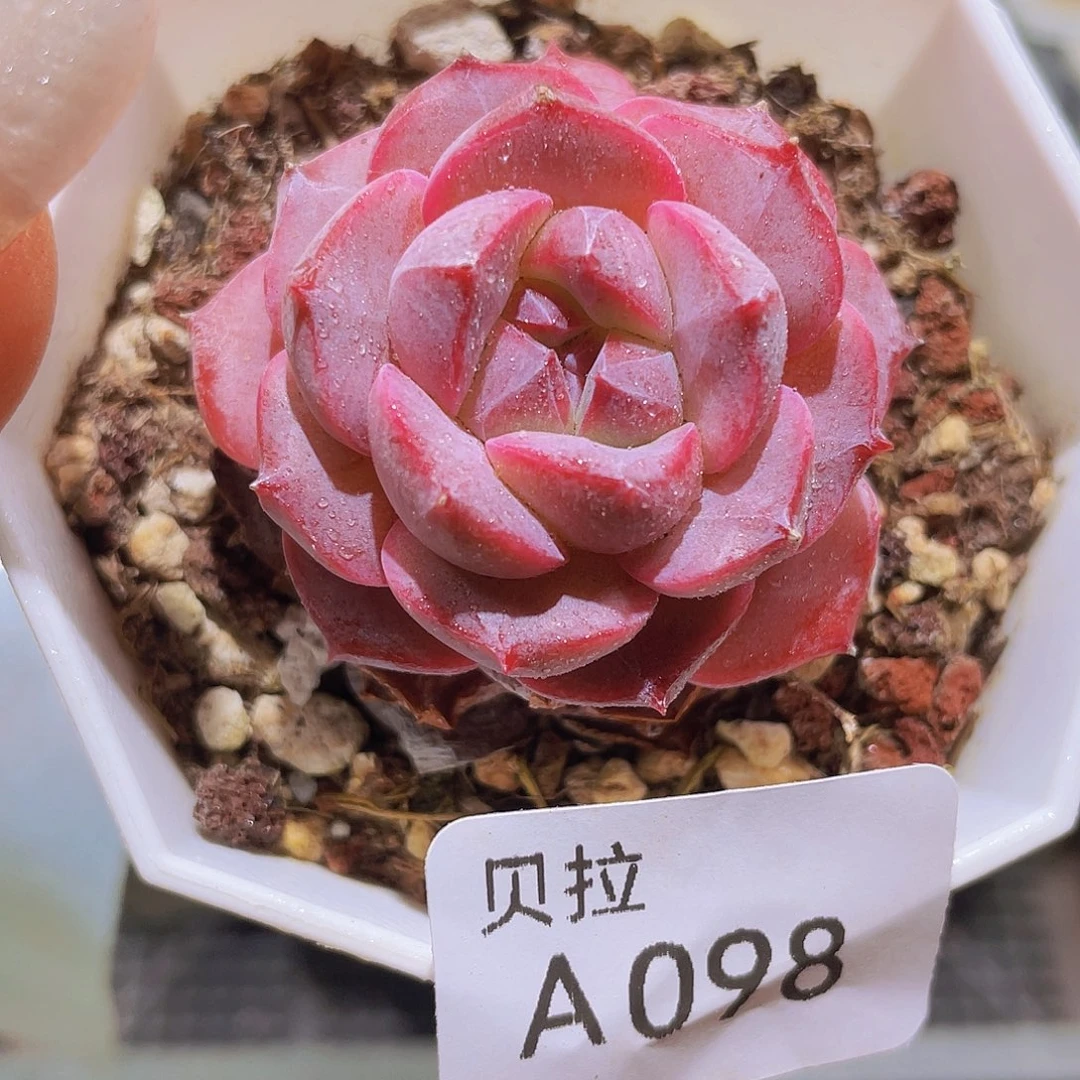 a98 精品多肉一物一拍