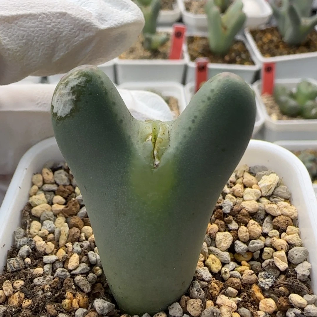 12-28-7-1当天满38包邮大眼嘟嘟嘴毛大枪脱土