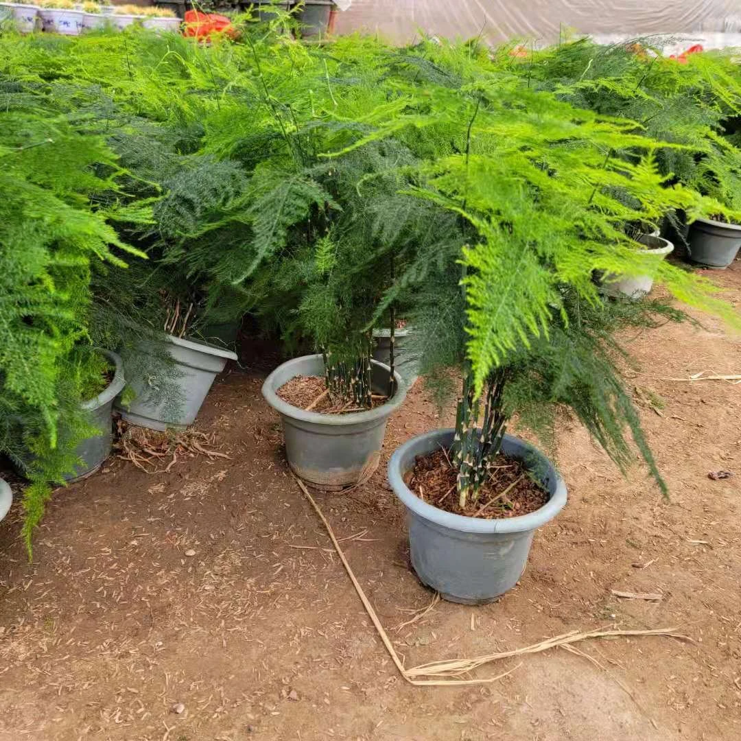 大文竹办公桌面盆栽办公室内绿色素雅绿植四季美观竹子植物盆景