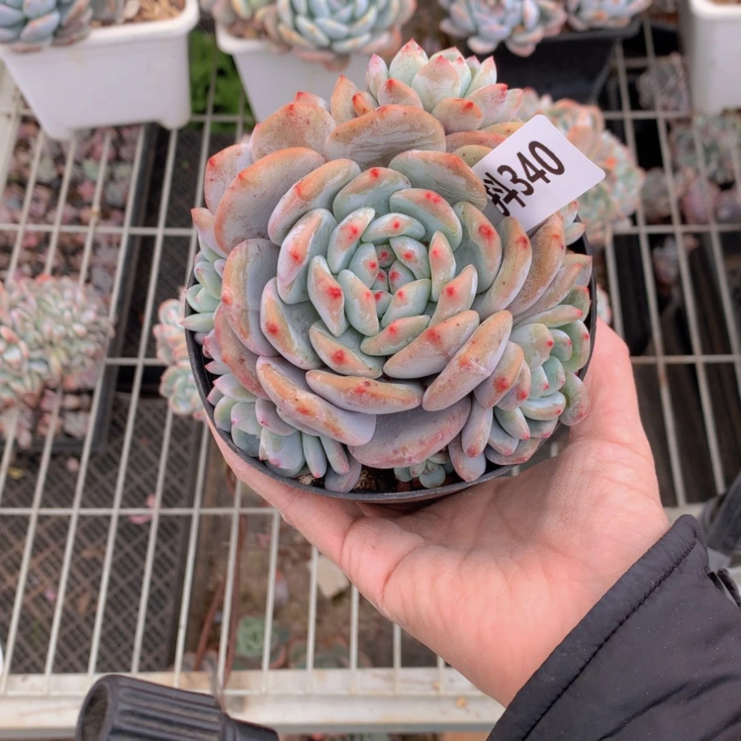 340多头一个小时左右即可享受以下