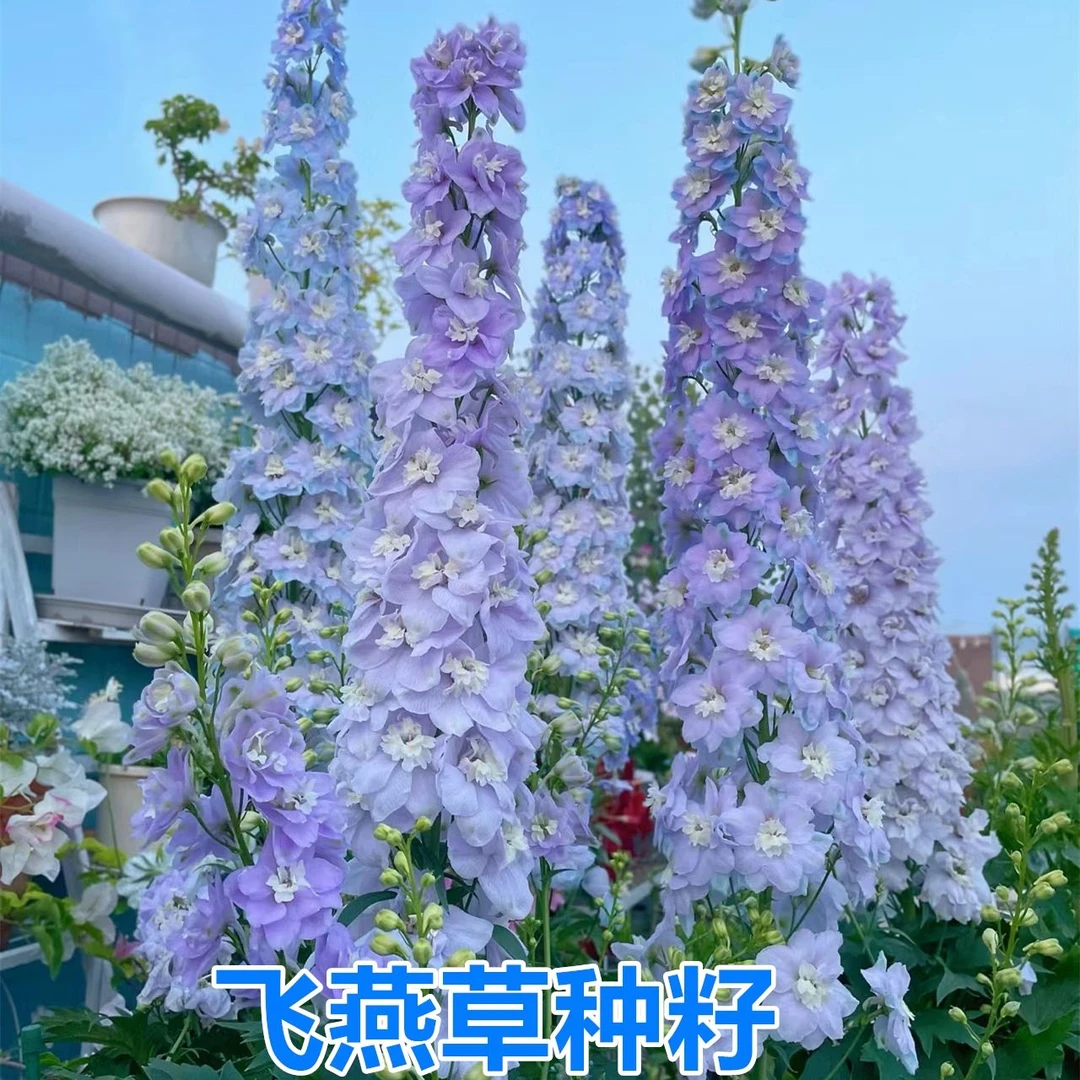 四季种植大花飞燕草种子庭院盆栽阳台花园花卉籽多年生新蔬菜种子