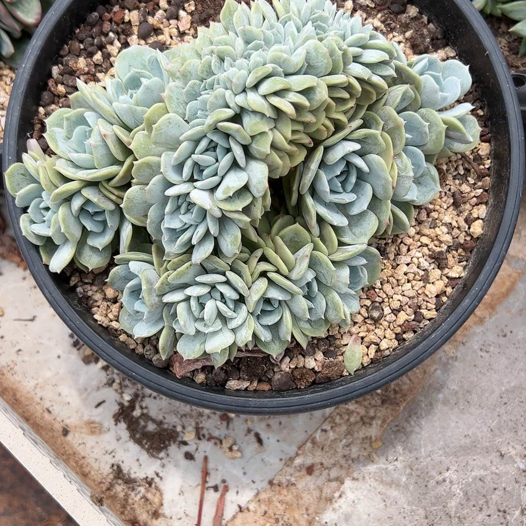 【闪购商品】无花朵劳林缀