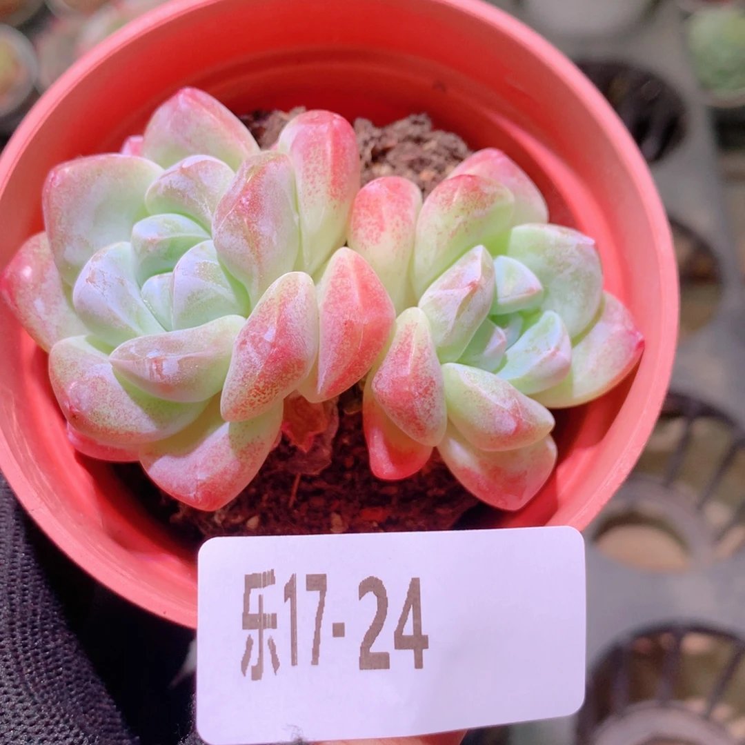 乐然17-24 冰玉双头