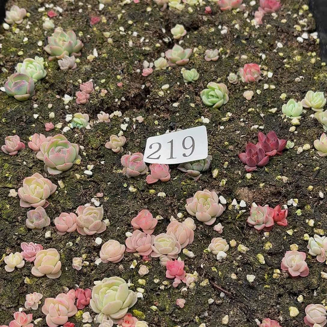 多肉植物多肉植物219