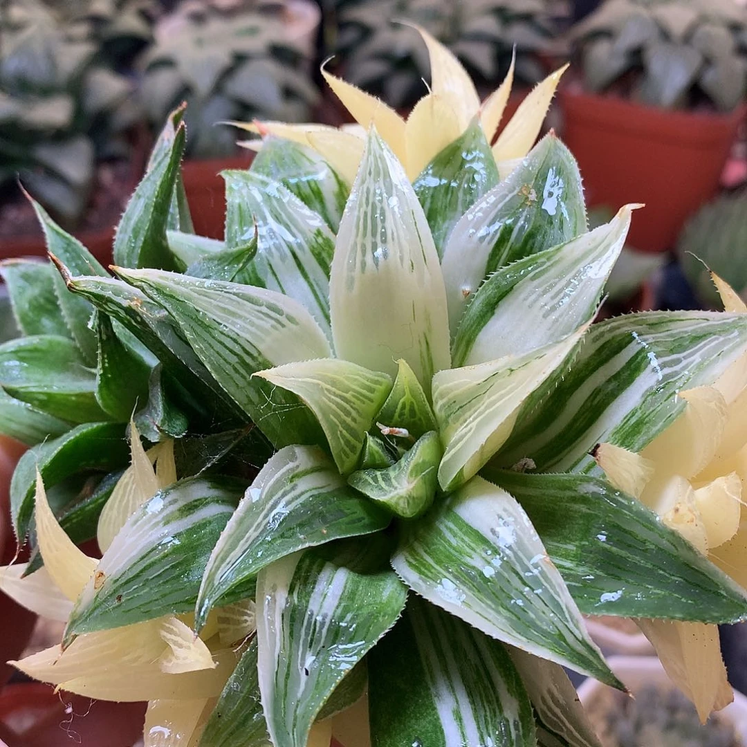 芭提雅寿锦带盆土发货ton