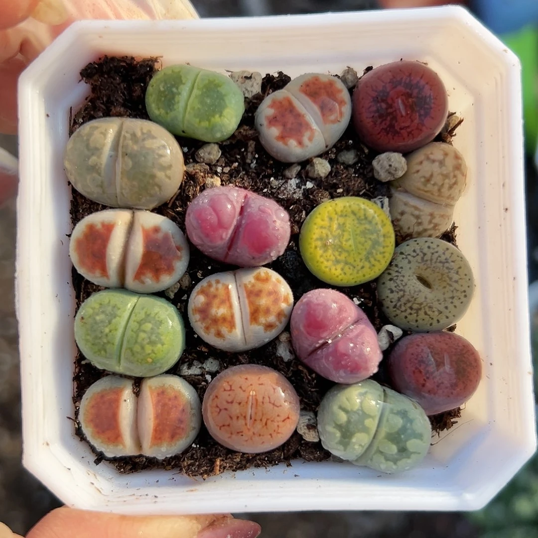 多肉植物多肉植物