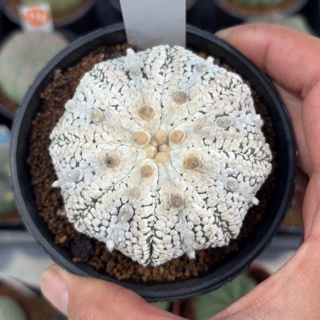 367实生奇迹兜带盆带土