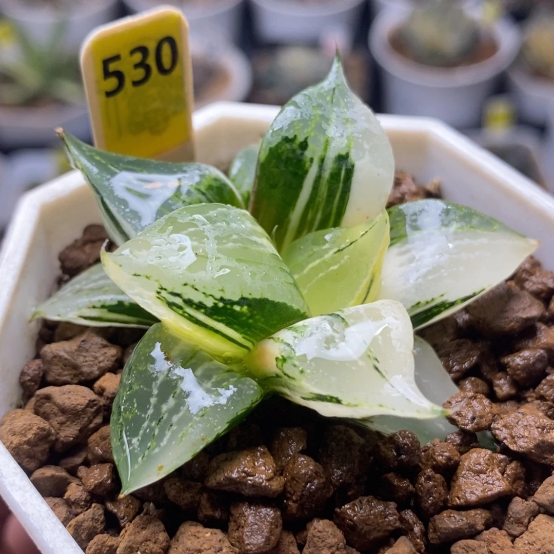 530裹般若锦一物一拍