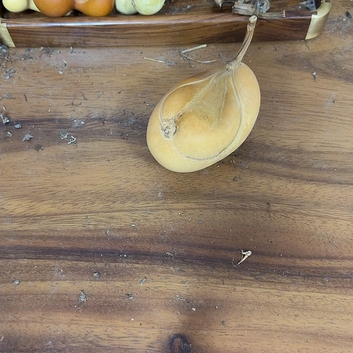 鲨***椒viivihoobobohojojono