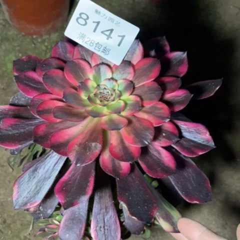 烟花的多肉多肉8141