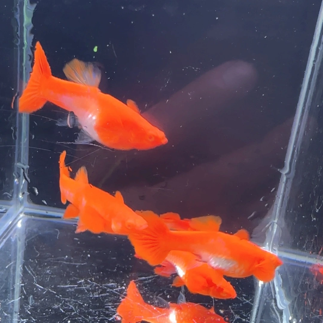 孔雀鱼鸿运分水6条