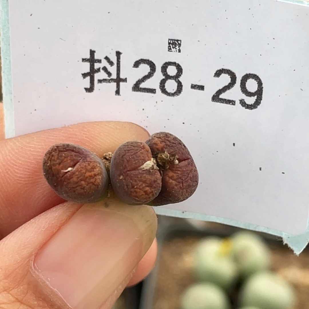 28-29朱雀勋章多肉植物