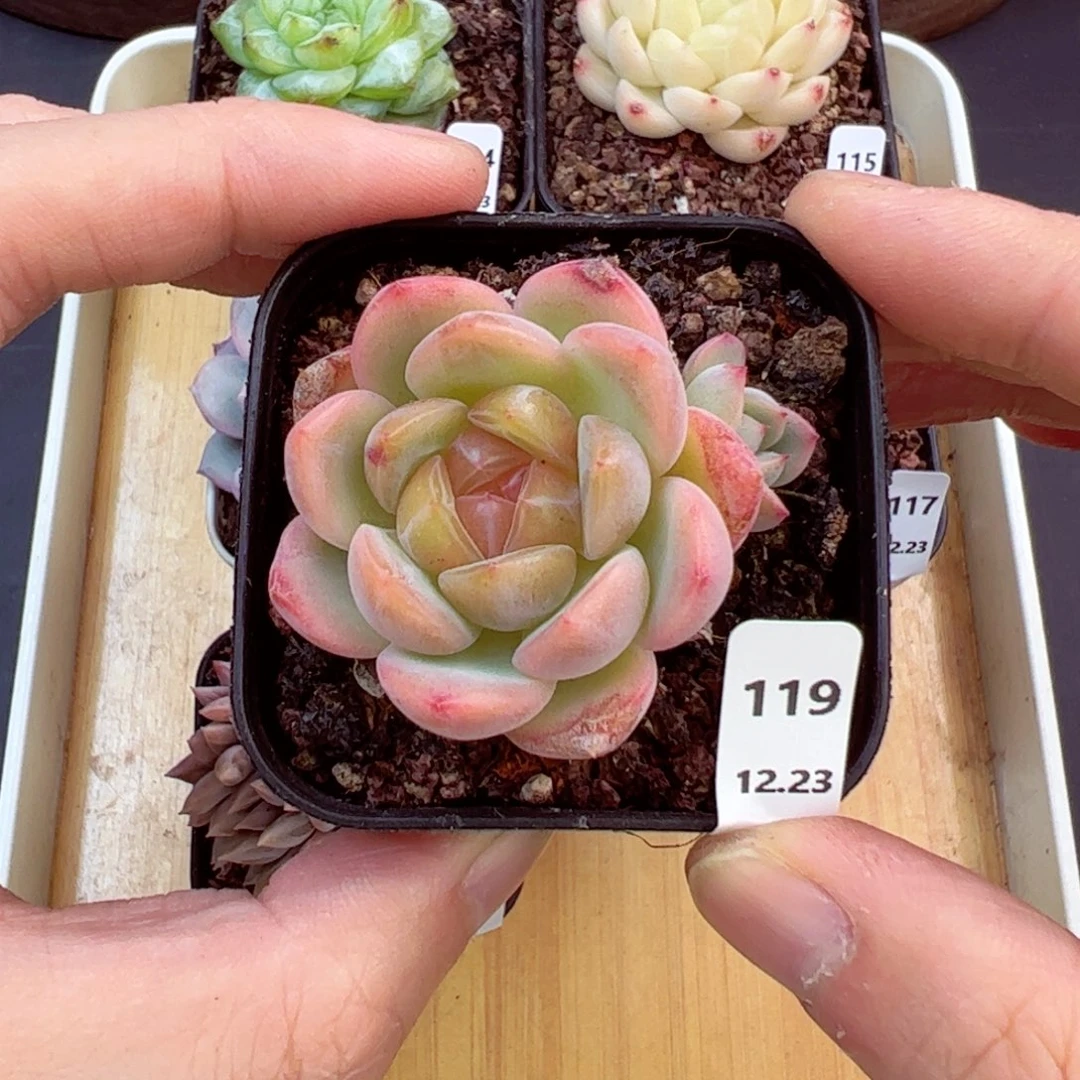 好好看119、哈哈哈哈