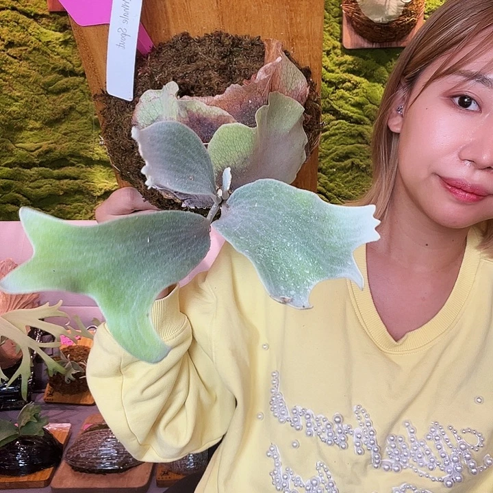 不开花植物tonkla 鲸喷 侧