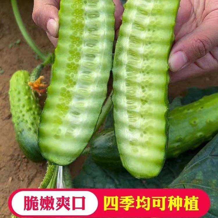 【全雌香黄瓜种子】家庭阳台小院盆栽地栽四季种植