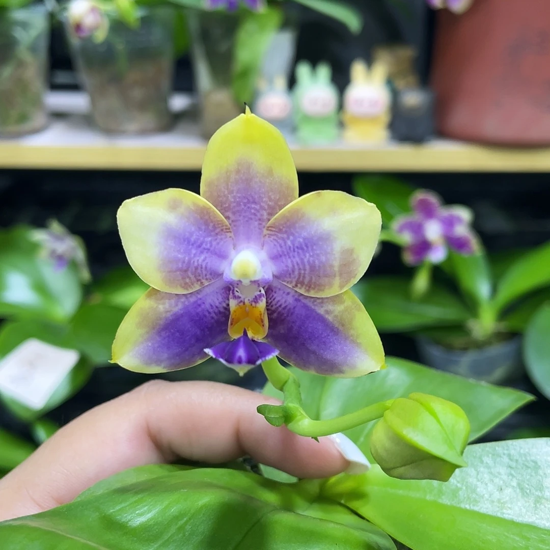 完全开放1111111漏