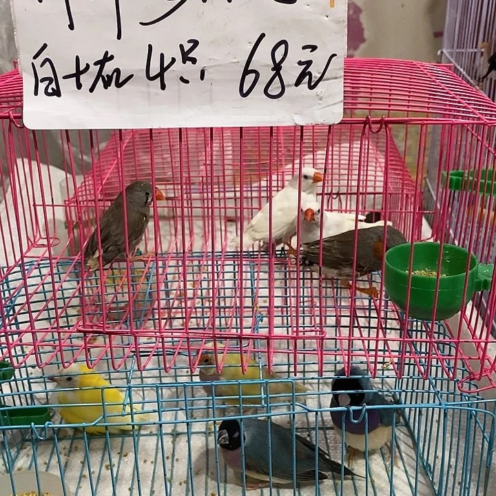 珍珠鸟王****7特价珍珠白加灰
