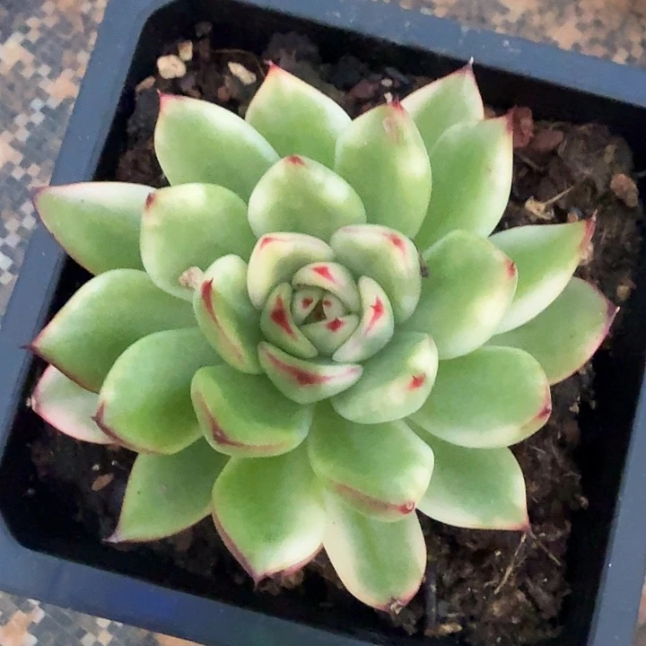 阿诗娜锦福利一颗