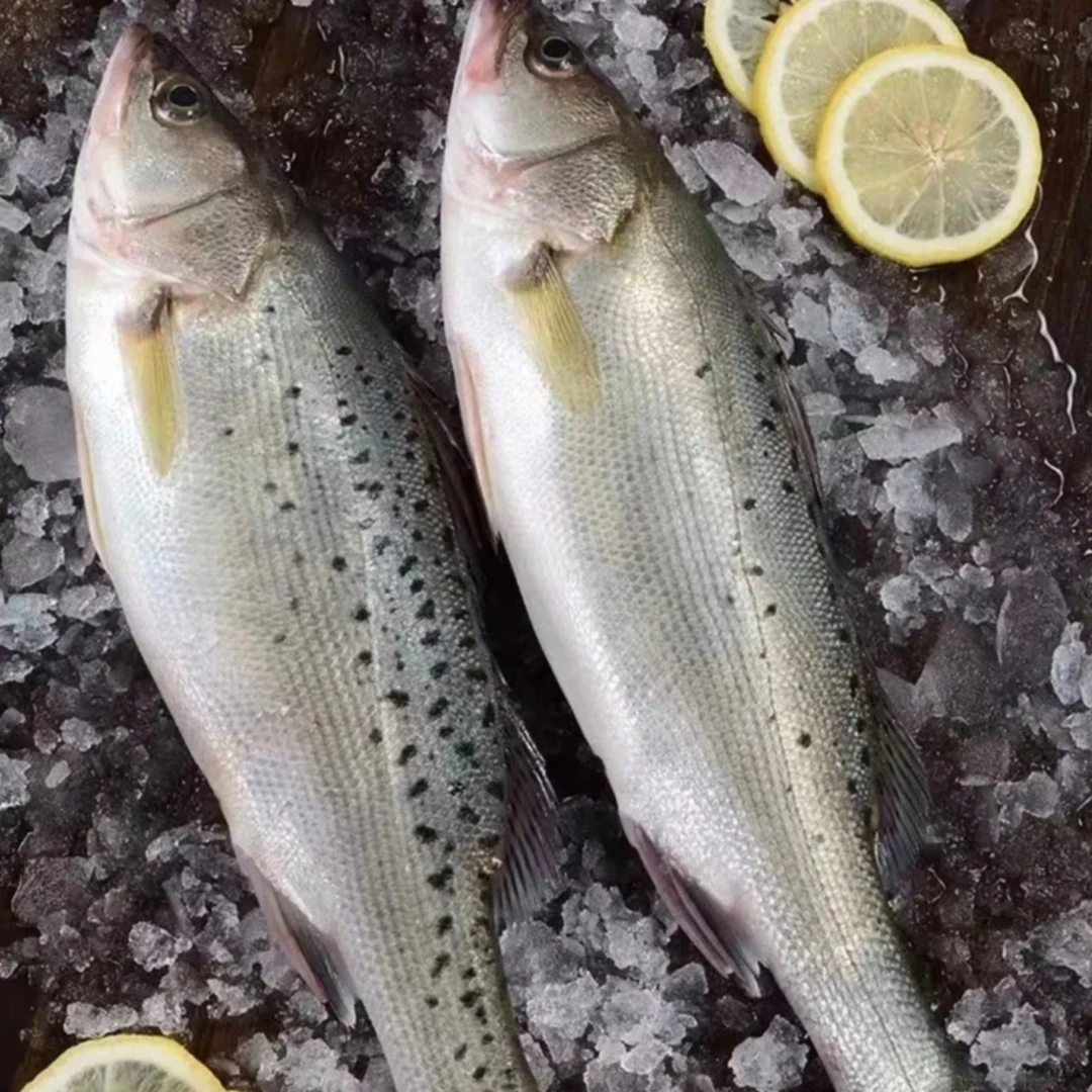 鲈鱼（5斤共4-5条鱼）速冻后发货