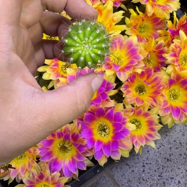 221丽阳光明媚歪无根侧牙3公分左右，20包邮