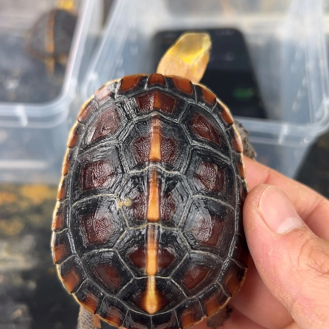 母不*溜你要我咋说啊