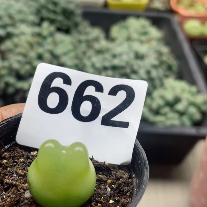 662拉登母本2厘米