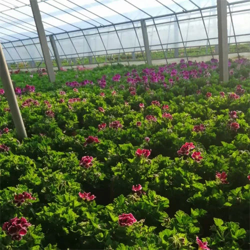 复瓣大花天竺葵花苗盆栽庭院阳台四季开花好养花卉植物