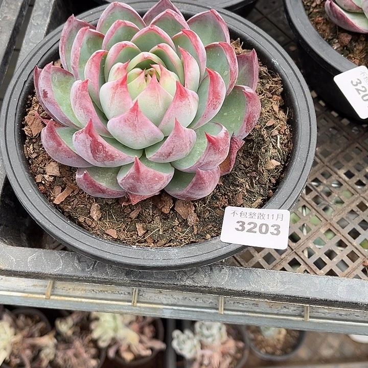 ****阿雅园艺。         3203