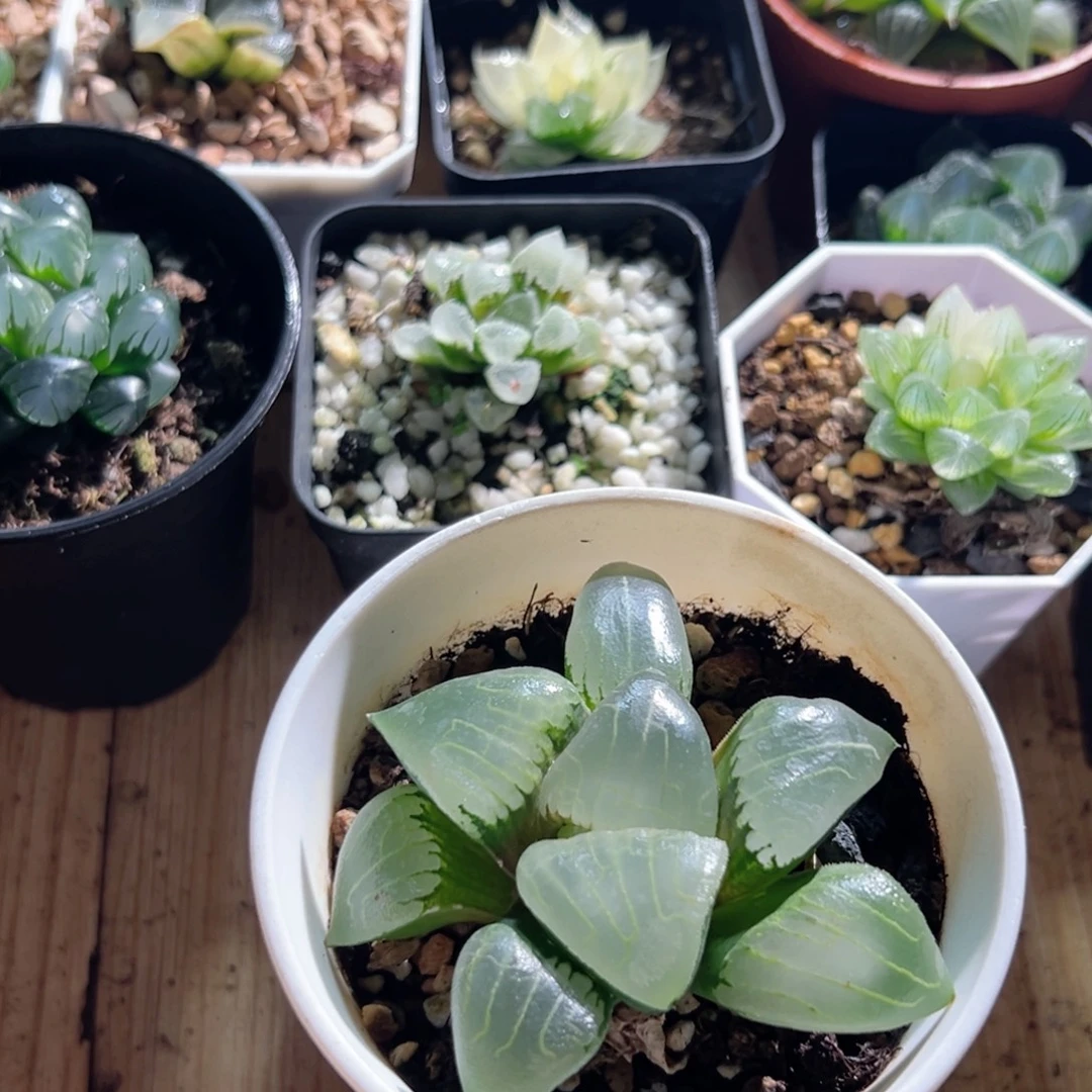 糯阿大明宫多肉植物