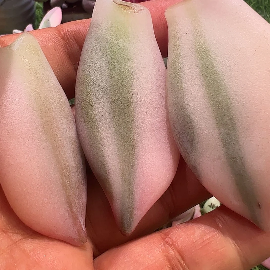 明***好多肉植物多肉植物