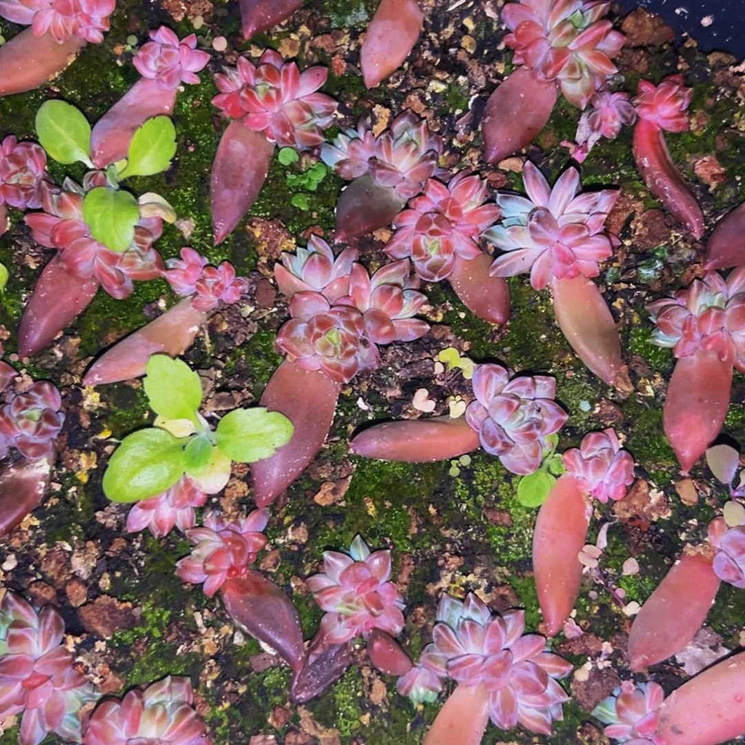 10颗 美人精品系列