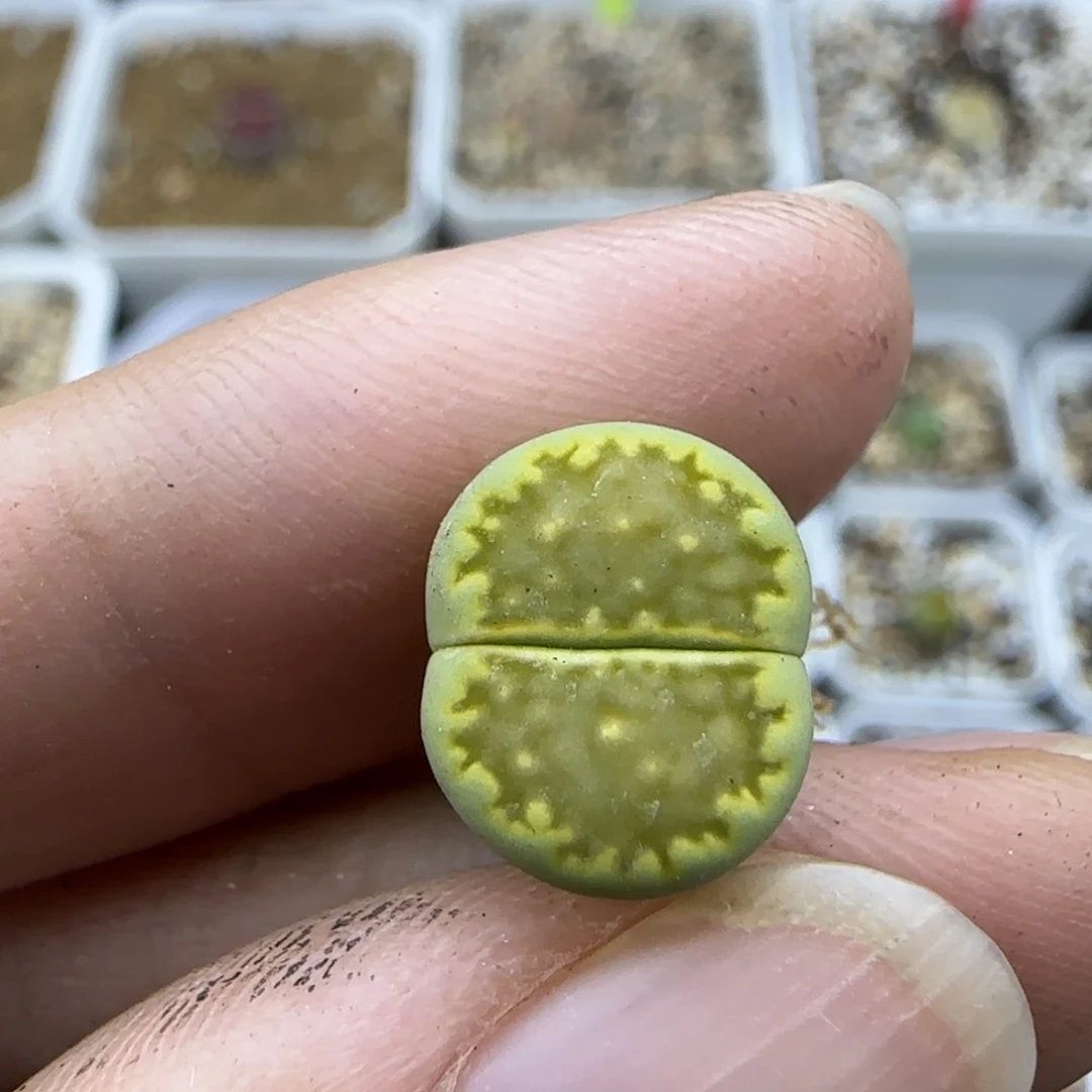 108 清框福利30包邮