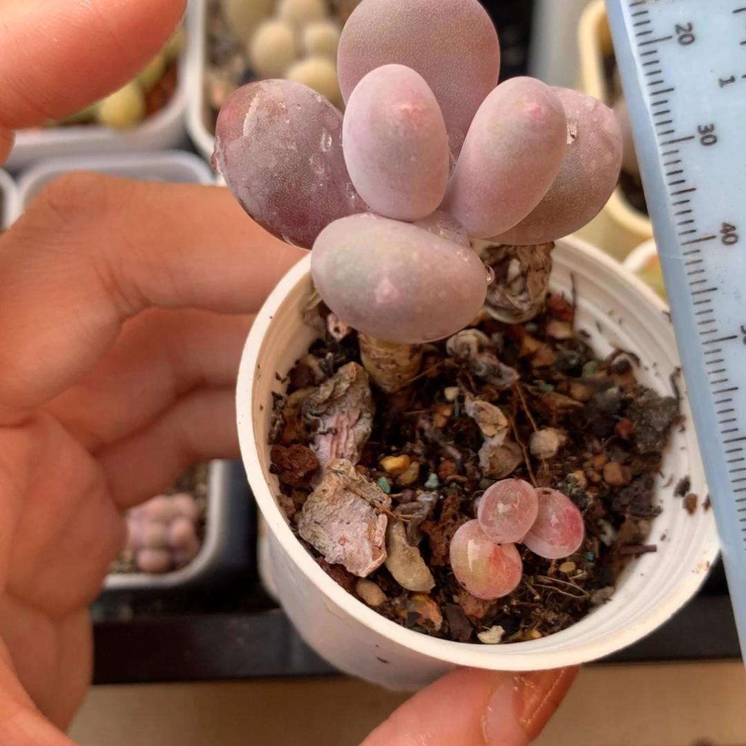 赠送小头小头不售后的