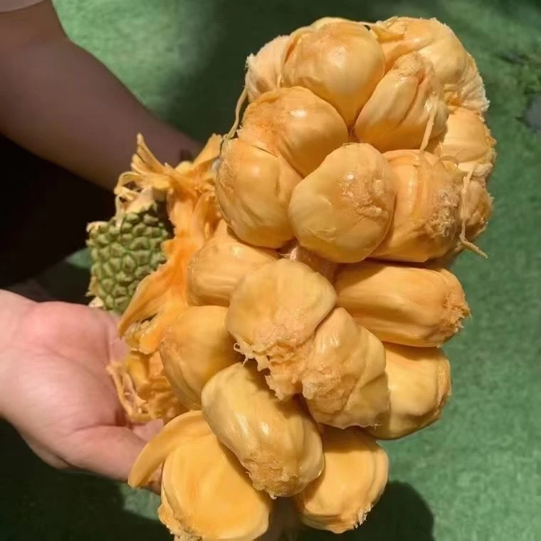 爆甜海南榴莲蜜热带新鲜水果软糯湿包尖拉蜜非榴莲包邮