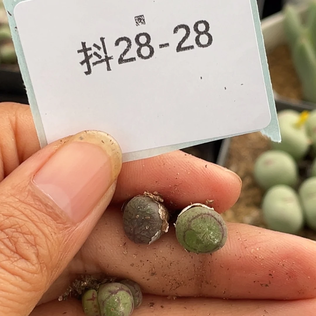 姬***君28-28肉锥多肉植物