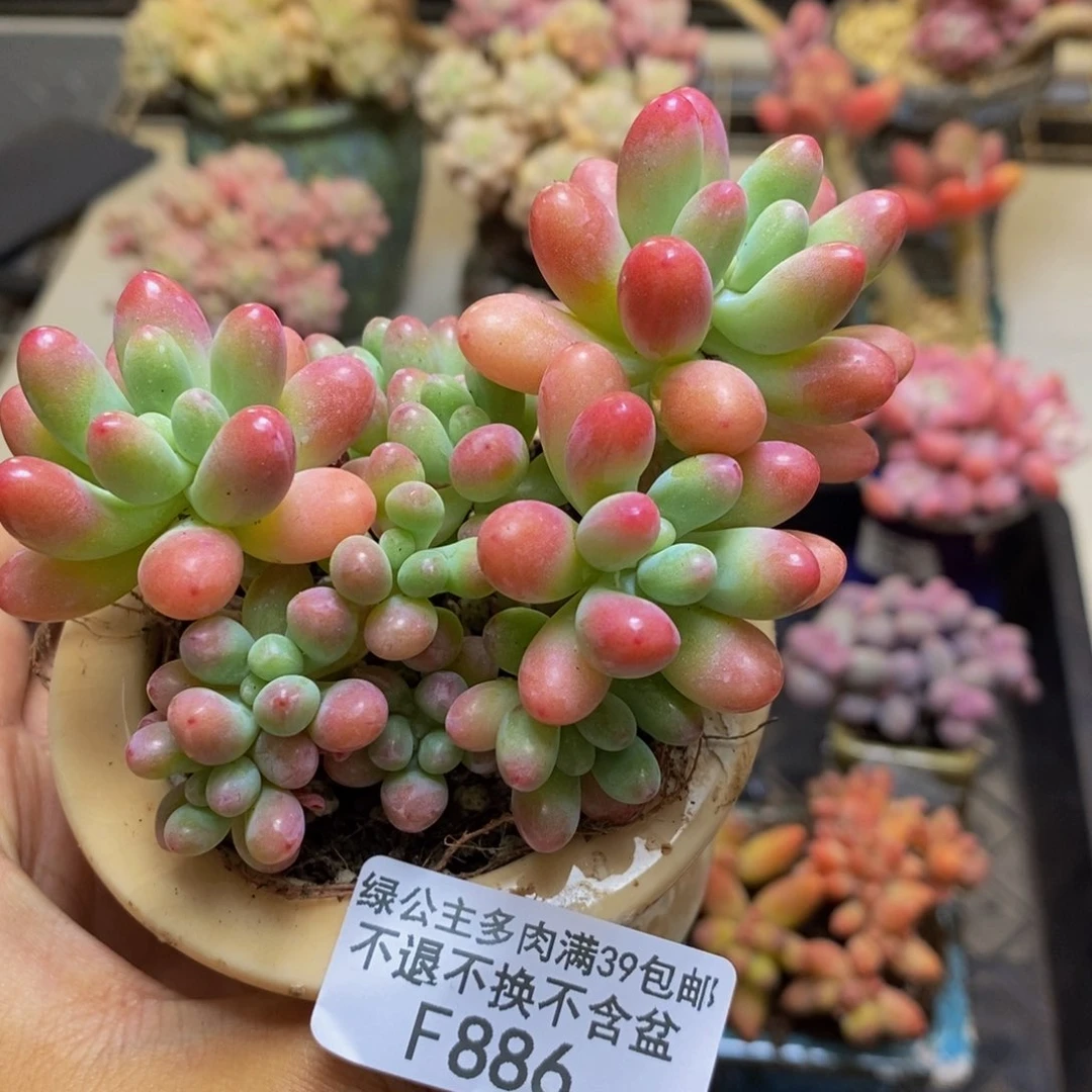 886派大星多肉7c m