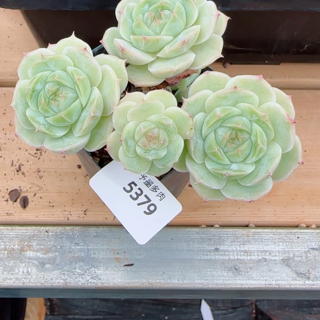 长杆白芷，5379多肉植物