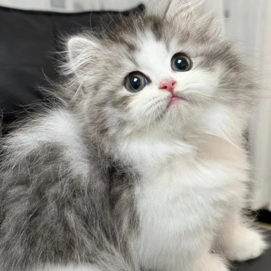 矮脚 金渐层 布偶 蓝金加白 宠物活体