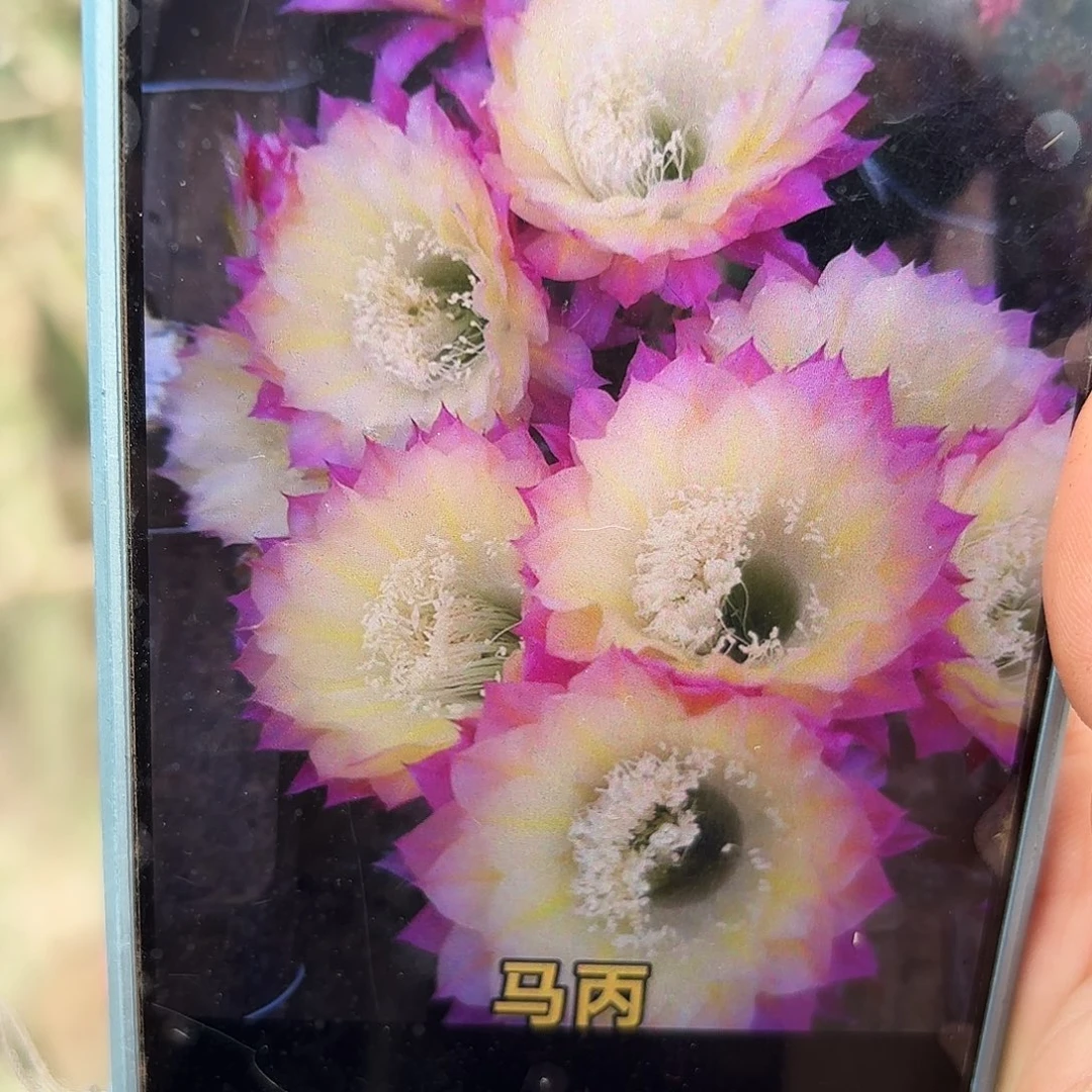 马丙无根侧牙四五公分