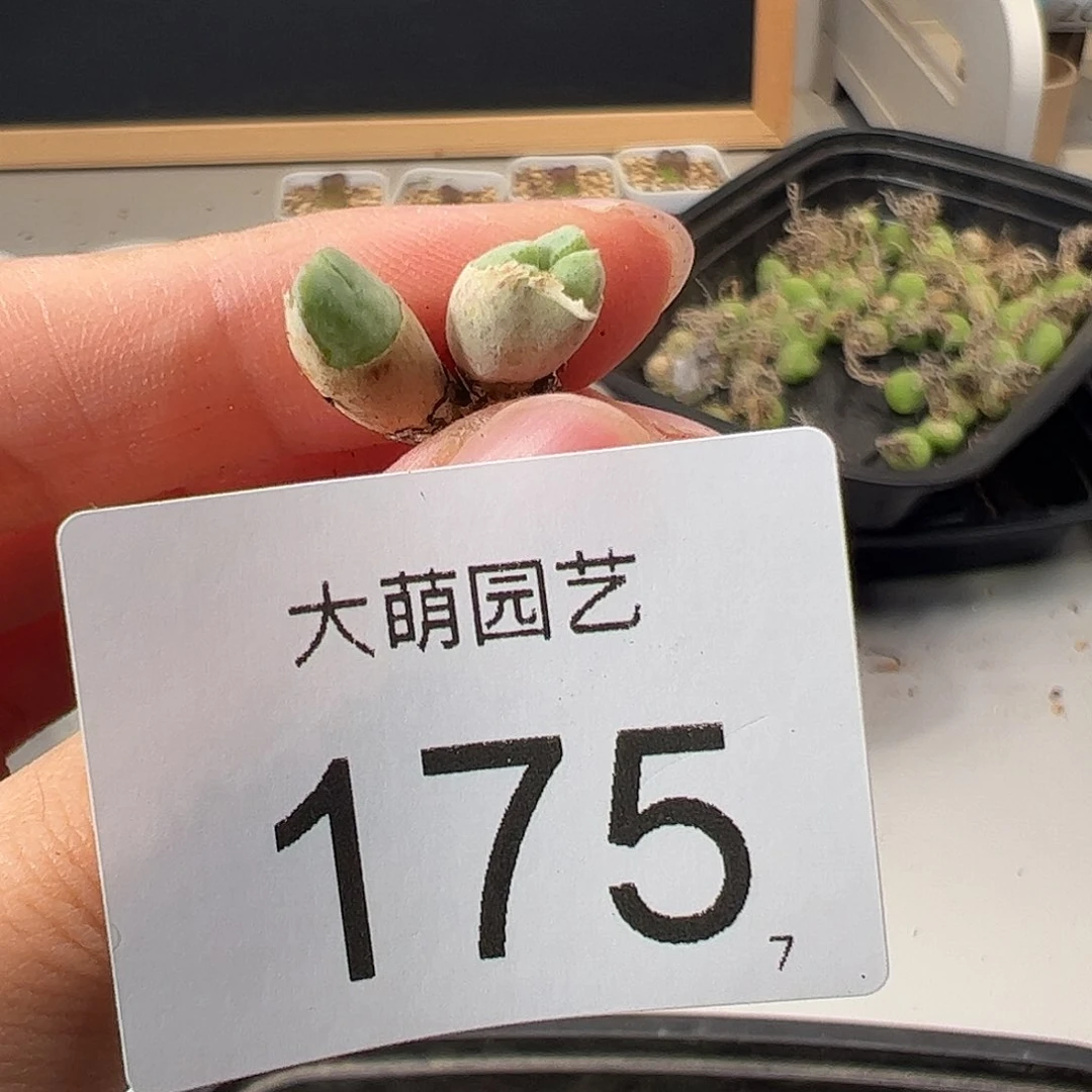 0000175 一物一拍。