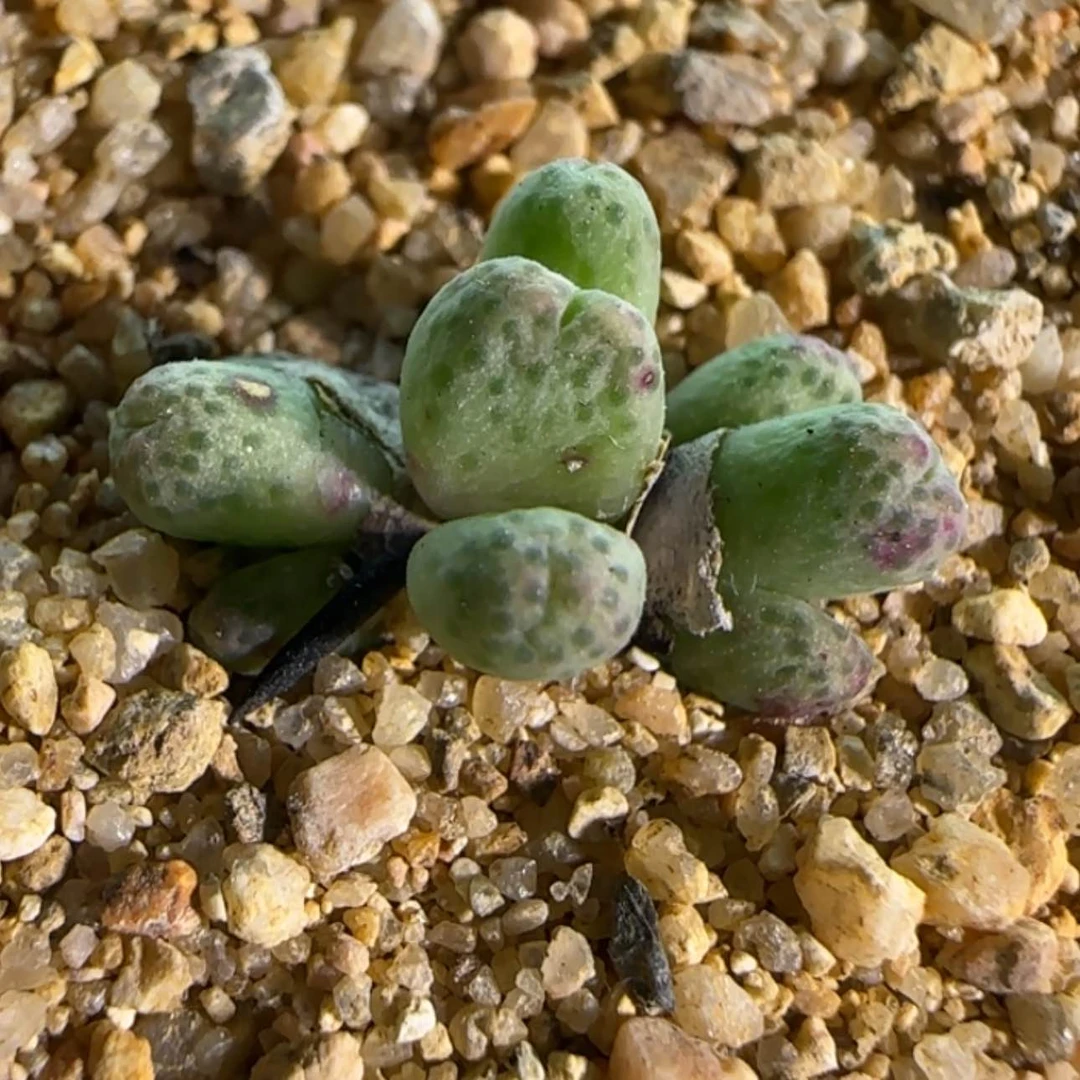 【闪购商品】18670草莓斑马
